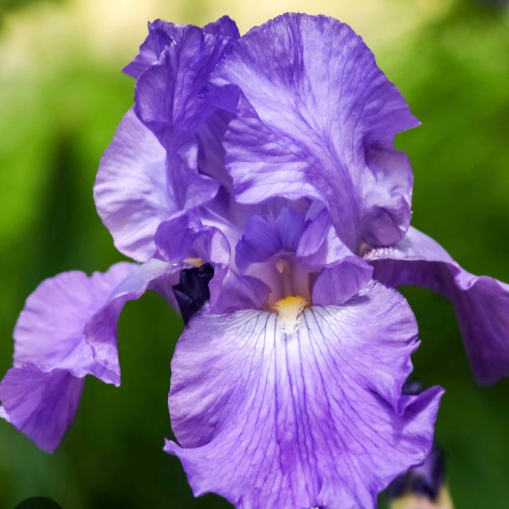 Meet your Posher, Iris
